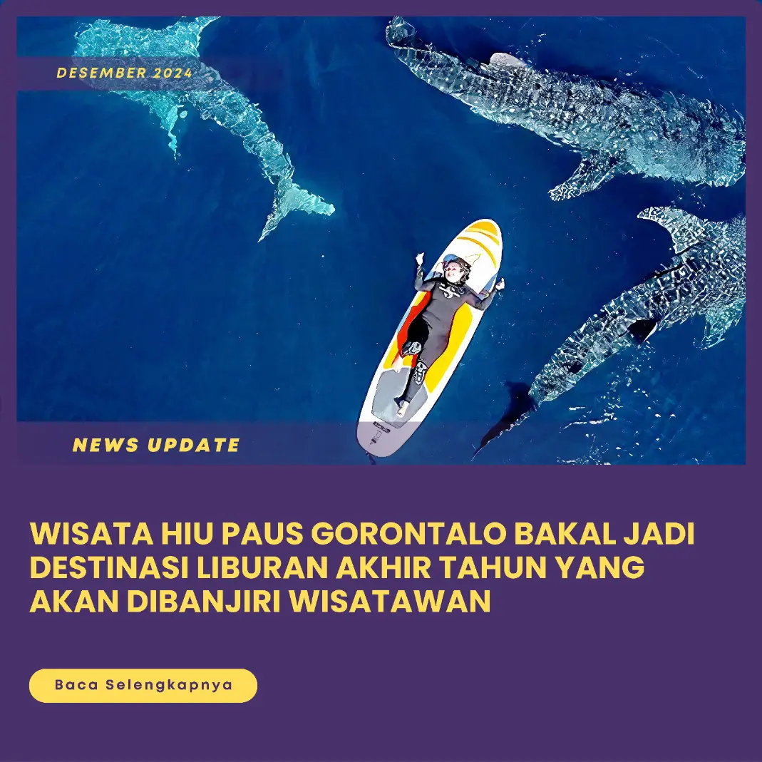 Wisata Hiu Paus Gorontalo: Destinasi Liburan Akhir Tahun yang Menarik Perhatian Wisatawan