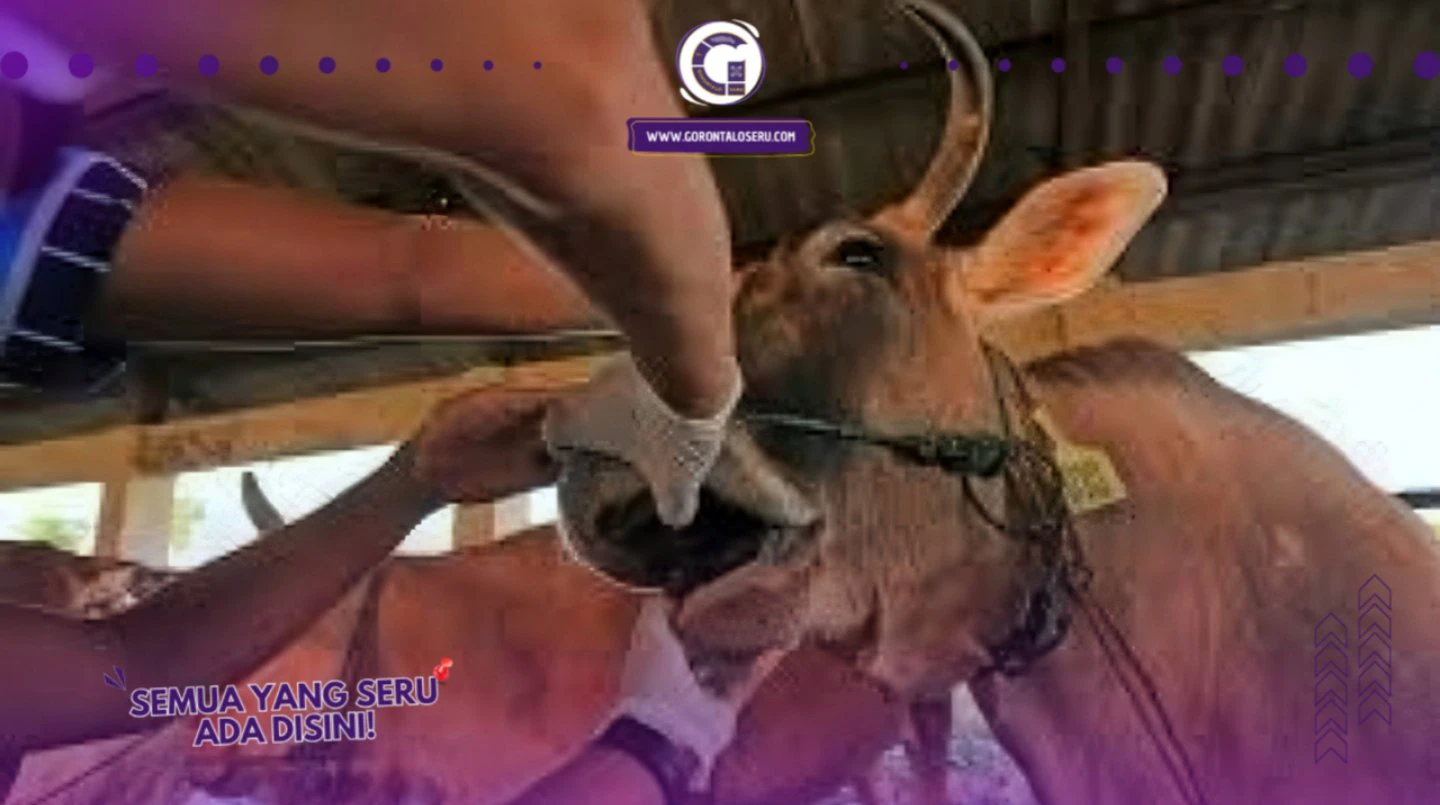 Waspada! Wabah PMK Mengancam Peternakan Sapi di Gorontalo!