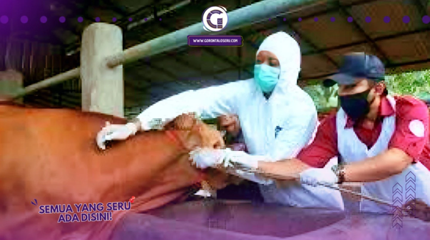 Wabah PMK Melanda Gorontalo: Dinas Peternakan Kewalahan, Stok Obat Terbatas!